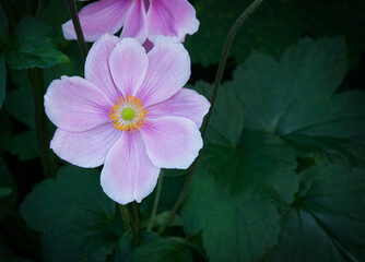 Japanese pink blooming anemone flower. Close-up. 