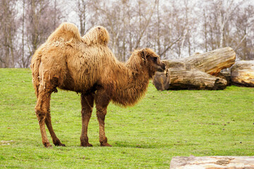 Adult brown bipedal camel standing on pasture outdoors.