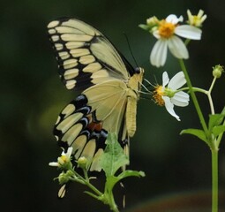 Beautiful butterfly 