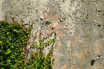 Ivy climbing up an old wall with peeling paint.