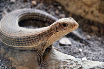 LAGARTO