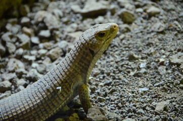 Fototapeta premium LAGARTO