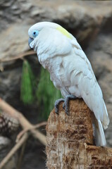 CACATÚA