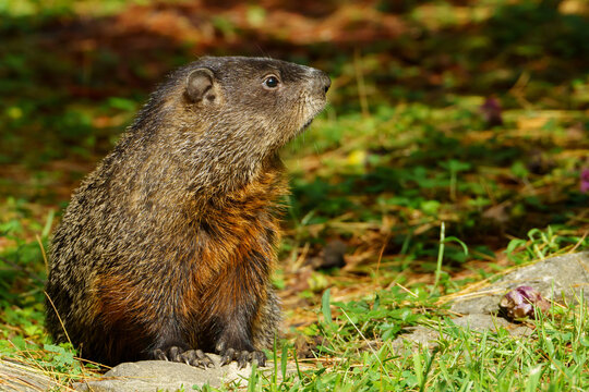 Groundhog profile sitting in  the grass