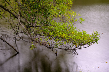 Tree branches over lake Anza with dramatic slow shutter speed effect.
