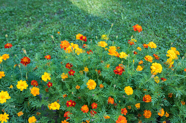 Marigold flowers on green grass  background