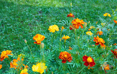 Close up of marigold flowers in a garden, green grass background