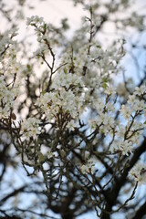 spring blossom