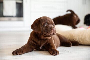 Cute Labrador puppy in kitchen