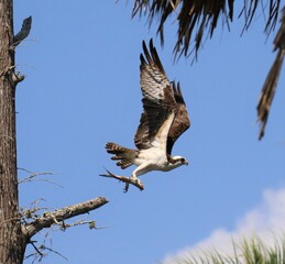 Osprey with fish meal in talons