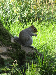 squirrel in the park
