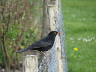 blackbird with worm on a fence