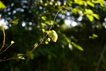 close up of a branch of a tree