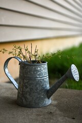 watering can in garden