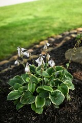 flowers in the garden