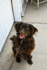 chocolate dog on the pavement