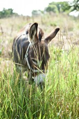 donkey in the field