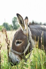 donkey in the grass
