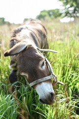 donkey in the grass