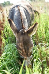 donkey in the grass