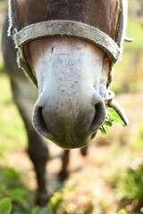 close up of a donkey