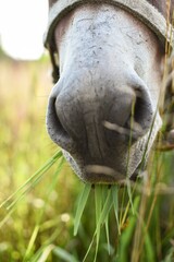 donkey head in grass
