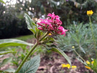 Plantas, flores y árboles