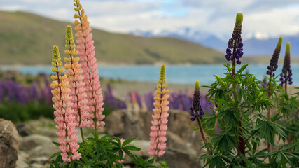 lupines