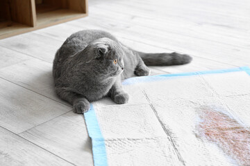 Cute cat near underpad with wet spot at home