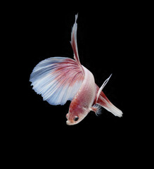 A betta fish is a small, freshwater fish that is brightly colored,
has long fins and is sometimes called a Siamese fighting fish.
This is one of kind betta fish called Delta Halfmoon Betta Fish