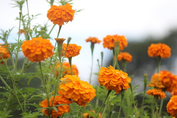 Obraz premium orange flowers in the garden