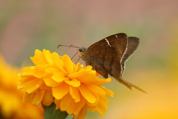butterfly on flower