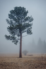A lone ponderosa pine tree in fog in the rocky mountains of Colorado.