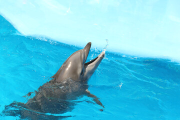 Obraz premium Dolphin swimming in pool at marine mammal park
