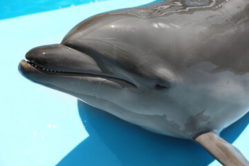 Naklejka premium Cute grey dolphin at poolside on sunny day, closeup