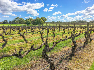 Fototapeta na wymiar Vineyard in the Swan Valley wine region, Western Australia
