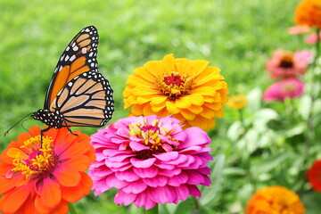 beautiful zinnia flower blooming  with butterfly