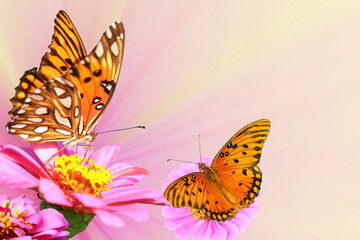 beautiful zinnia flower blooming  with butterfly