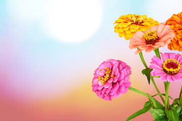 beautiful zinnia flower blooming in blur background with copy space 