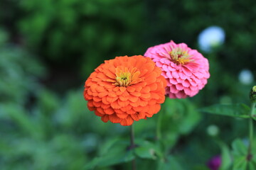 zinnias