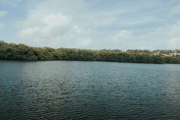 inmenso manglar 