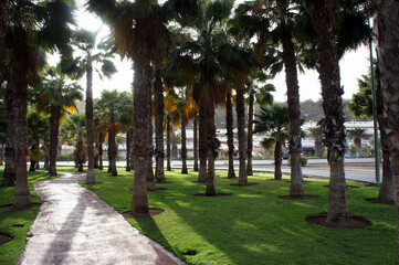 Sun-drenched palm groves of Maspalomas, Gran Canaria, Spain.