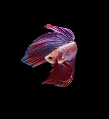 A betta fish is a small, freshwater fish that is brightly colored, has long fins, This is one of...