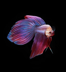 A betta fish is a small, freshwater fish that is brightly colored, has long fins, This is one of kind betta fish called Pink Veiltail betta Fish.