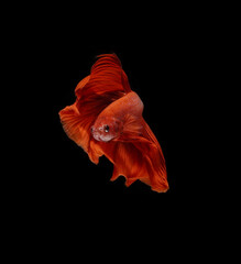 A betta fish is a small, freshwater fish that is brightly colored, has long fins, This is one of kind betta fish called Super Red Halfmoon betta Fish.