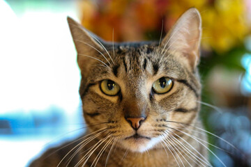 portrait of a cat with eyes