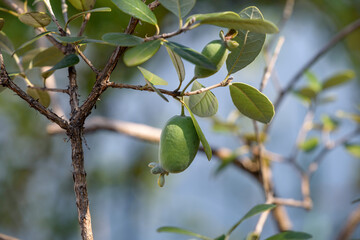 Fototapeta premium Feijoa's fruits, on the tree