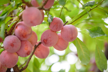 Fruits of a Japanese plum, on the tree