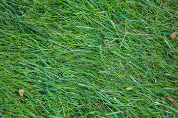 Green grass field, green lawn. Green grass for the golf course, soccer, football, sport. Green turf grass texture and background. High quality photo
