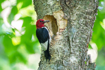 The red-headed woodpecker (Melanerpes erythrocephalus)  bringing food for young  into the nesting cavity